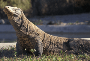 komodo package